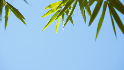 Fototapeta na wymiar Bamboo leaves and Sky
