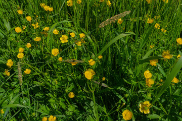 yellow flowers in green grass