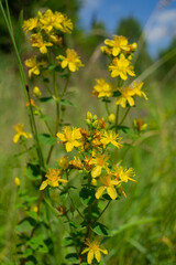 yellow flowers of St. John's wort