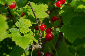 red currant berries on a Bush