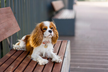 cavalier king charles spaniel