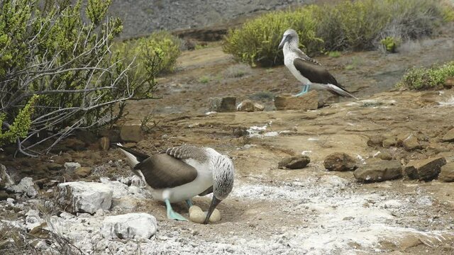 Blue-footed Booby Caring for Rare 3 Egg Nest with Parter at Punta Pitt on San Cristobal Island, Galapagos