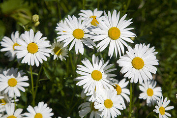 Fototapeta premium French Chrysanthemum Taiwan