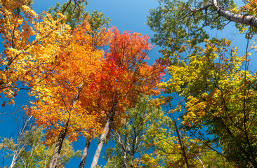 autumn leaves in the sky