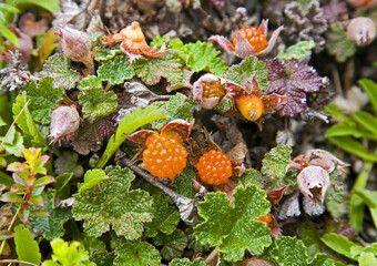 Yushan Rubus Taiwan