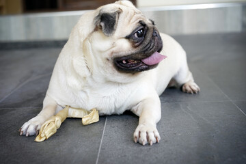 Obraz premium Hungry White Pug Dog with Dog food. Cute White Pug Dog sticking out tongue. Selective Blur.