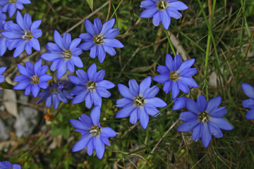 Fototapeta premium Alishan gentian Taiwan