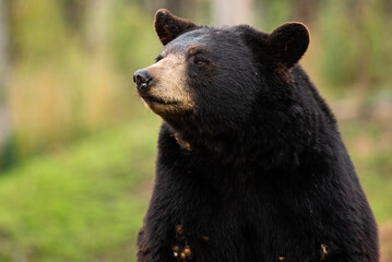 A beautiful American black bear at a zoo in Belgium. 