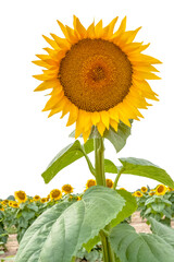 Obraz premium sunflower isolated on white