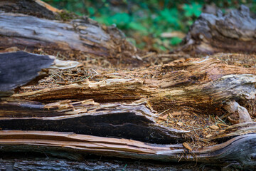 Rotten tree, close-up. Decomposing wood, selective focus. Natural wooden background.