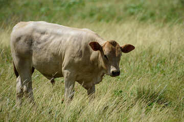 Cow in the Countryside Outdoors in the field.