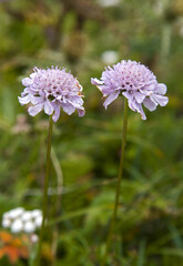 Mountain radish Taiwan