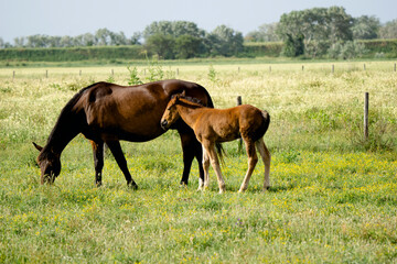 Obraz premium Italy Tuscany Grosseto, natural park of the Maremma nature reserve Alberese Uccellina free animals