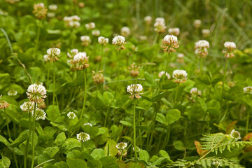 Fototapeta premium White flower clover Taiwan