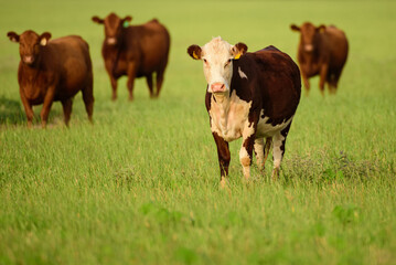 Cows in a grassy field on sunny day. landscape with herd of cow grazing on green field with fresh grass.