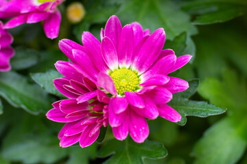 pink chrysanthemum flower with raindrops in heart. Selective focus