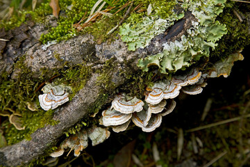 Mountain mushrooms Taiwan