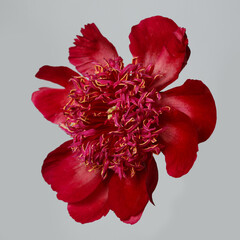 Beautiful burgundy peony flower isolated on gray background.