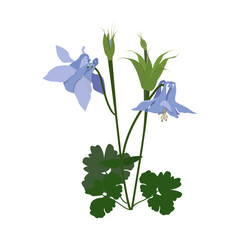 Vector illustration. Aquilegia (columbine) - medicinal plant