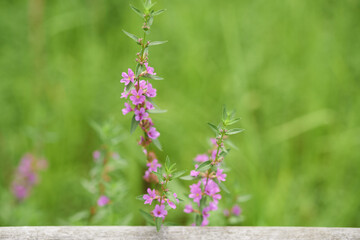 紫の小花