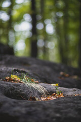 lights in forest