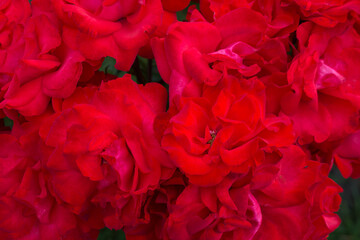 Naklejka premium Red roses background.