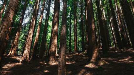 trees in the green forest