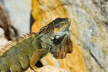 Lizard Iguana, in a cave where lizards live.