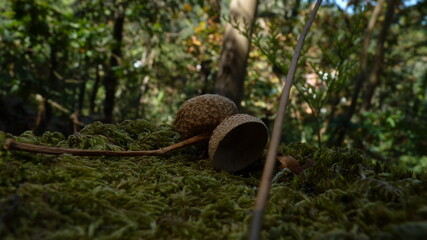 Oak acorns on moss
Bellotas de roble sobre musgo