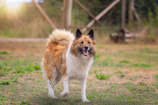 Elo dog runs in the sunlight across a meadow.