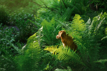 dog in the fern. Nova Scotia Duck Tolling Retriever in the forest. Tropics. Traveling with your pet