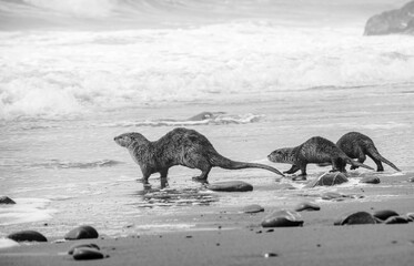 River otters on a Northern California ocean beach, Del Norte county