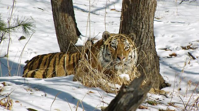Siberian tiger laying down staring