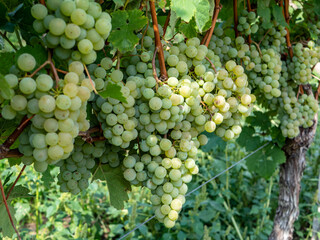 reifer Wein im Weingut zur Erntezeit