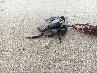 crab on sand