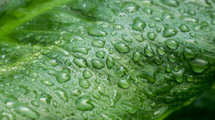 Water drops on green leaf, morning dew, city garden, nature wallpaper