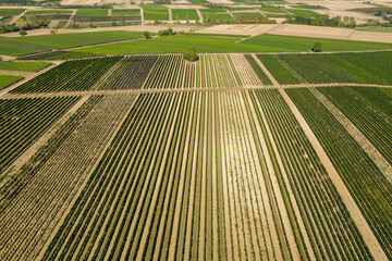 Aerial view of vineyards near Gau-Bickelheim / Germany in Rhineland-Palatinate