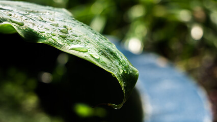 Water drops on green leaf, morning dew, city garden, nature wallpaper, blurred background