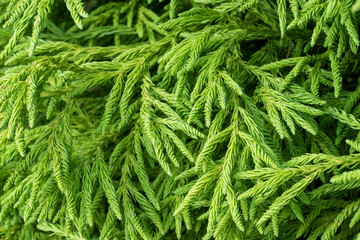 Cryptomeria japonica 'Spiralis' (Grannies' Ringlets, Japanese Cedar). Close up of branches covered...