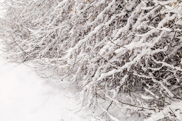 Image with snowy trees.