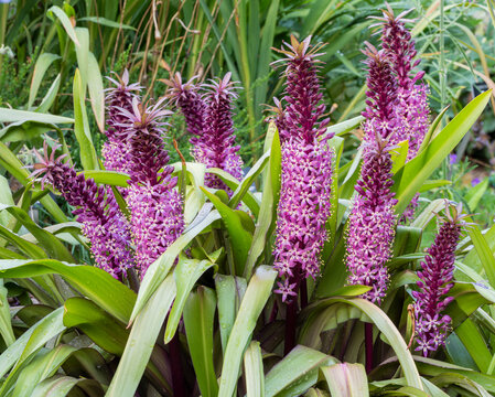 Purple and magenta flower spikes of Pineapple Lily, Eucomis 'Joy's Purple', in mediterranean style border. Rain drops on thick green leaves. Grasses blurred in background.