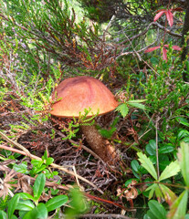 Orange cap boletus