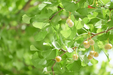 イチョウと銀杏