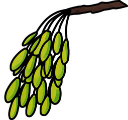 Fototapeta premium ash tree fruit hand drawn