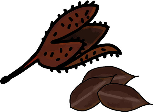 beech tree fruit hand drawn
