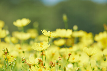 Obraz premium キバナコスモスのレモンブライト