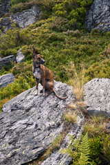 dog on rock on the route of the lakes of sisterna in asturias spain