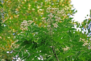 Blüten des Honigbaumes