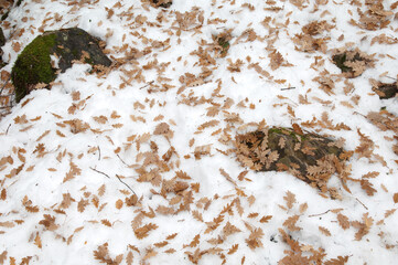 Fallen leaves of common oak Quercus robur on the snow. Ordesa and Monte Perdido National Park. Pyrenees. Huesca. Aragon. Spain.