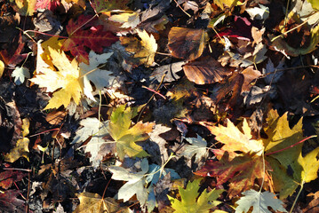 Close Up of Colourful Fallen Autumn Leaves